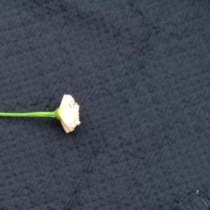 提花麻面料