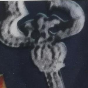 弹性棉